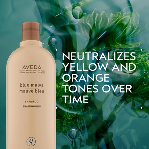 Image 2 - A beige Aveda shampoo bottle with a brown cap is prominently displayed on the left against a vibrant green and teal watery background featuring blurred plant life and subtle ripples, and the visible text on the bottle includes AVEDA, AVEDA THE ART AND SCIENCE OF PURE FLOWER AND PLANT ESSENCES, blue malva, mauve bleu, SHAMPOO, SHAMPOOING, and a small circular logo with a flower design, while large white text on the right side of the image reads NEUTRALIZES YELLOW AND ORANGE TONES OVER TIME. Image 3 - A dark green graphic with an abstract circular swirl of blue and green in the center and white dots in opposite corners, featuring the text BLUE MALVA & CONEFLOWER and ADD MOISTURE AND BRIGHTNESS TO HAIR. Image 4 - A dark green image displays a large light beige Aveda Blue Malva Shampoo bottle and a smaller matching Color Conditioner tube, with visible text HOW TO USE AVEDA THE ART AND SCIENCE OF PURE FLOWER AND PLANT ESSENCES blue malva mauve bleu SHAMPOO SHAMPOOING plant-based shampoo for all hair shades shampooing à base de plantes pour toutes les teintes de cheveux 33.8 fl oz oz liq 1L e AVEDA THE ART AND SCIENCE OF PURE FLOWER AND PLANT ESSENCES blue malva mauve bleu COLOR CONDITIONER APRÈS-SHAMPOOING COLORANT neutralizes brassy tones in all shades of hair brightens grey hair neutralise les effets cuivrés dans toutes les teintes de cheveux donne un éclat argenté aux cheveux blancs 01 CLEANSE Blue Malva Shampoo 02 CONDITION Blue Malva Color Conditioner. Image 5 - A dollop of translucent purple gel with small air bubbles is spread across a white background. Image 6 - Three white certification logos are displayed against a dark green leafy background with a red plant stem: a 100% Vegan V logo with the text 100% Vegan repeated, a Certified B Corporation logo with the text Certified B Corporation, and a Cruelty Free International logo with a leaping bunny and the text Cruelty Free International.