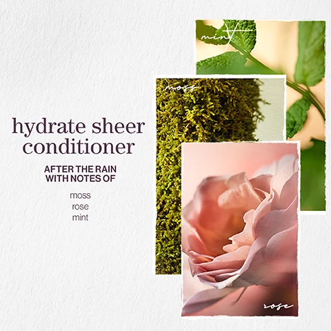 Image 1 - Three images of natural elements are arranged vertically, featuring a mint leaf, green moss, and a pink rose, with the text hydrate sheer conditioner prominently displayed, followed by the phrase AFTER THE RAIN WITH NOTES OF moss rose mint.
Image 2 - Image shows two overlapping panels; the top features green eucalyptus leaves and small buds with the text eucalyptus leaf extract, while the bottom displays wheat stalks with the text wheat proteins, and the left side has additional text hydrate sheer and formulated with eucalyptus leaf extract wheat proteins.
Image 3 - Two purple bottles of Pureology Hydrate Sheer shampoo and conditioner are displayed; text beside the bottles reads: benefit: Hydrates fine, dry, color-treated hair.
Image 4 - Information graphic highlighting eco-friendly features of a product, including vegan formulas sulfate-free for a gentle cleanse, recycled bottles made from post-consumer recycled materials, and formulations providing up to 80+ washes in one bottle while using less water needed.