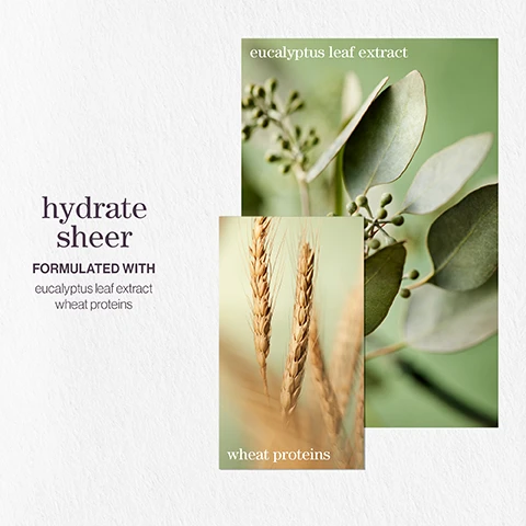 Image 1 - A close-up image features two overlapping panels, one displaying eucalyptus leaves and the other with wheat stalks, accompanied by the text hydrate sheer formulated with eucalyptus leaf extract wheat proteins.
Image 2 - Two purple bottles of Pureology Hydrate Sheer shampoo and conditioner, alongside text stating the benefit: Hydrates fine, dry, color-treated hair, and product details in multiple languages.
Image 3 - Image shows a promotional design for hydrate sheer shampoo featuring three floral and fruit images labeled lavender, bergamot, and patchouli, with the text a citrus summer breeze with notes of lavender bergamot patchouli.
Image 4 - Graphic showing three features of a product: vegan formulas sulfate-free for a gentle cleanse, recycled bottles made from post-consumer recycled materials, and up to 300+ washes in one bottle with a note about reduced water needs.
