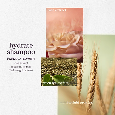 Image 1 - An image displaying a product label for hydrate shampoo, featuring three extracts: a blurred pink flower labeled as rose extract, a close-up of green tea leaves with the label green tea extract, and wheat stalks beside the label multi-weight proteins, with the text hydrate shampoo prominently shown at the top and formulated with below it.
Image 2 - Image of long hair with shampoo bubbles, featuring a five-star rating and text that reads Best shampoo and conditioner Makes my once dry hair so soft and shiny. Every hairdresser I have ever met recommends LOOKFANTASTIC VERIFIED CUSTOMER REVIEW.
Image 3 - A close-up image of water with bubbles in the background, featuring text that reads pro favourite and a quote about Pureology Hydrate from Neil Moodie, Pureology UKI Ambassador.
Image 4 - Image features three product images for a hydrating shampoo, highlighting lavender, bergamot, and patchouli with visible text reading hydrate shampoo, A CITRUS SUMMER BREEZE WITH NOTES OF, lavender, bergamot, and patchouli.
Image 5 - Image showing a gradient purple background with three sections of text: vegan formulas* sulfate-free for a gentle cleanse, recycled bottles made from post-consumer recycled materials**, and up to 80+ washes in one bottle. All formulas are highly concentrated meaning less water needed.
Image 6 - A flat pink surface is surrounded by green powder labeled as green tea extract, yellow plant stems, and a few small white objects, with labels for rose extract and multi-weight proteins visible.