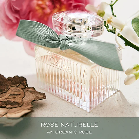Image 1 - A glass perfume bottle with a ribbed design and a light pink liquid is adorned with a green ribbon, surrounded by floral accents and natural elements, with visible text that reads ROSE NATURELLE AN ORGANIC ROSE.
Image 2 - The image features four bottles of Chloé perfumes arranged alongside elegant flowers, with text at the top reading Discover the Signature Fragrances, and each bottle labeled: Eau de Parfum, Eau de Parfum Lumineuse, Rose Naturelle, and Rose Naturelle Intense, with descriptions for the first two as Intimate, Sensual and Feminine, Elegant and the last two as Modern, Woody and Intense, Woody.